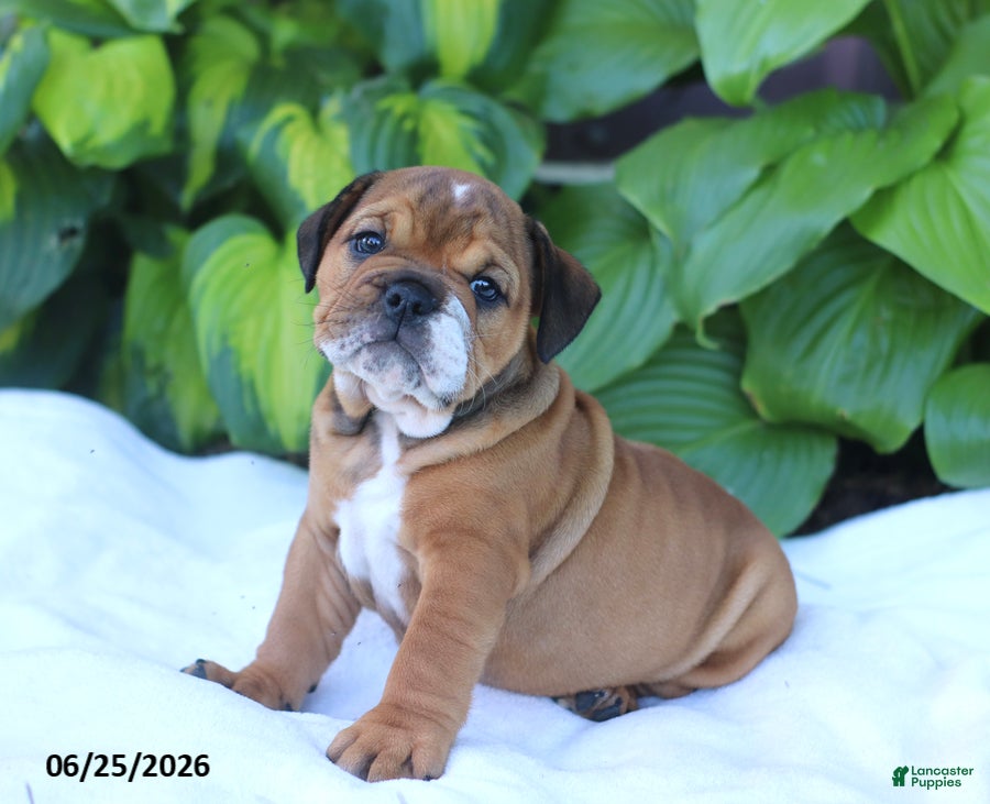 English Bulldog dogs Roxy - Ad 2