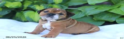 English Bulldog dogs for sale: Roxy - Ad 2