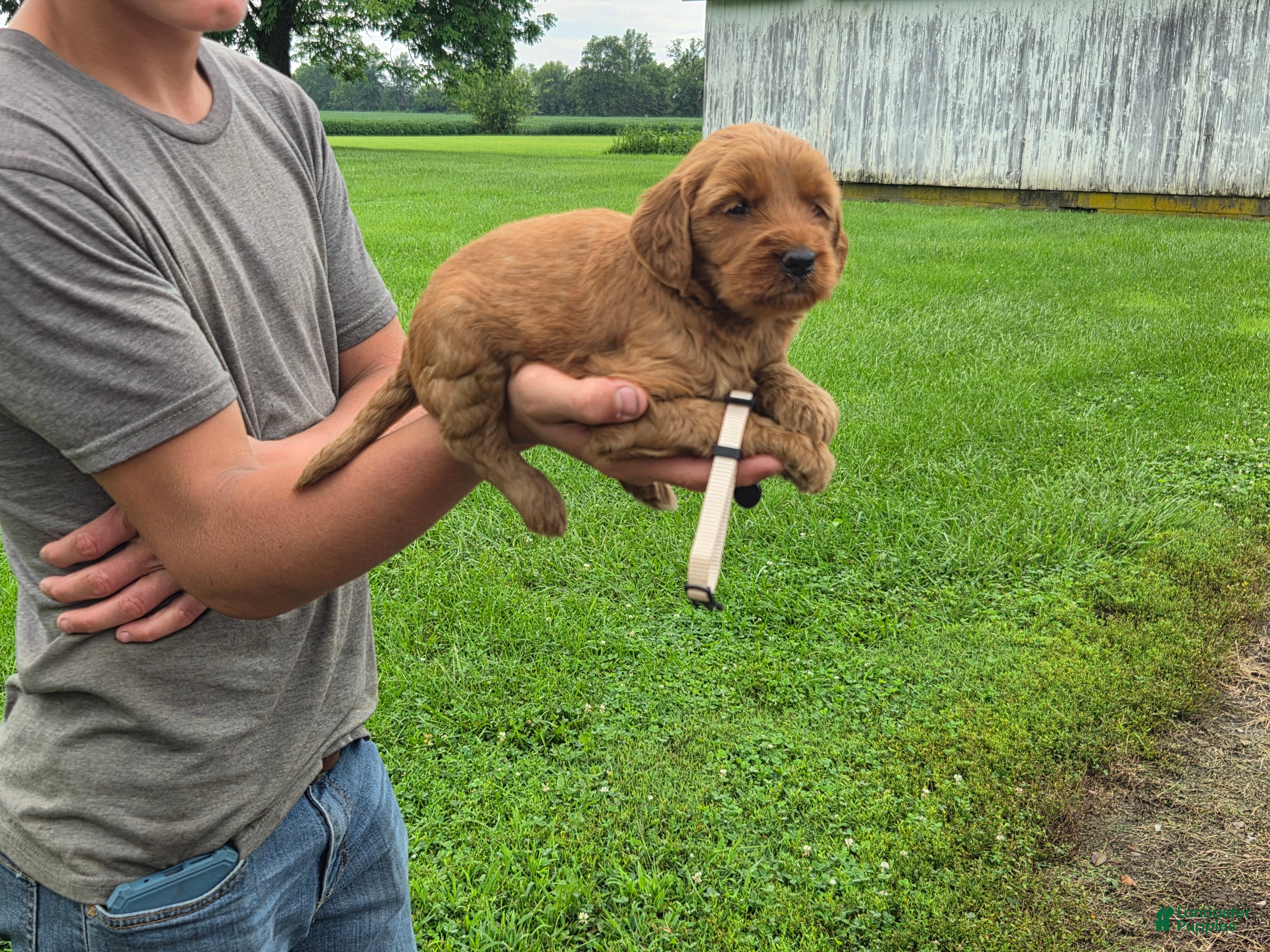 Mixed Breed dogs Mixed Breed 5 Nova - Ad 10