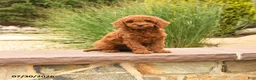 Miniature Poodle dogs for sale: Helina - Ad 3