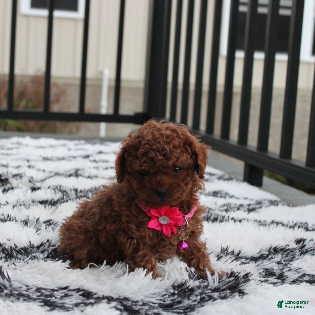Toy Poodle dogs for sale: Bella - Ad 17