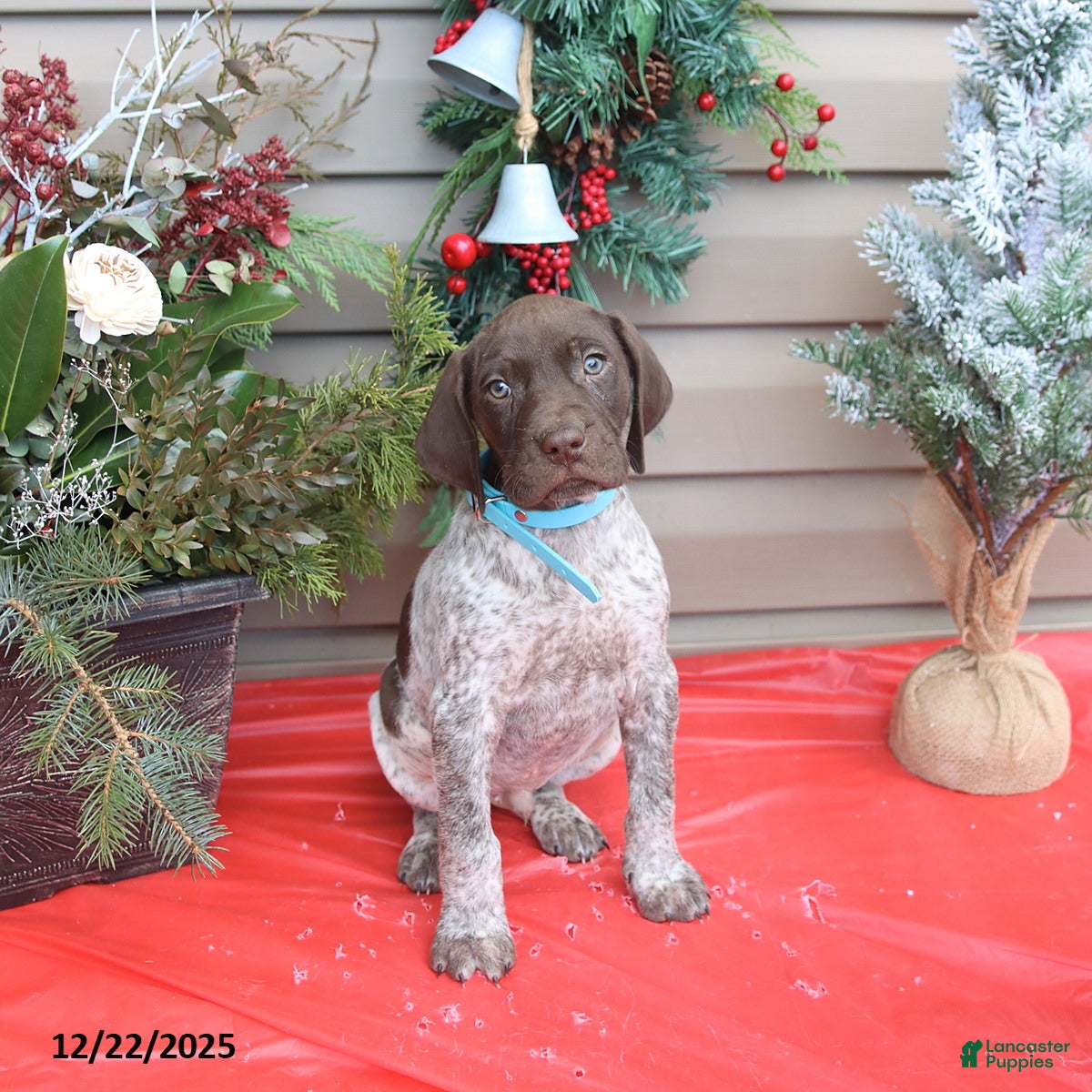 German Shorthaired Pointer dogs Dakota - Ad 29