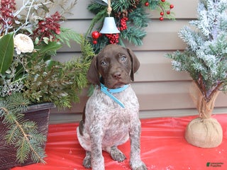 German Shorthaired Pointer dogs Dakota - Ad 29