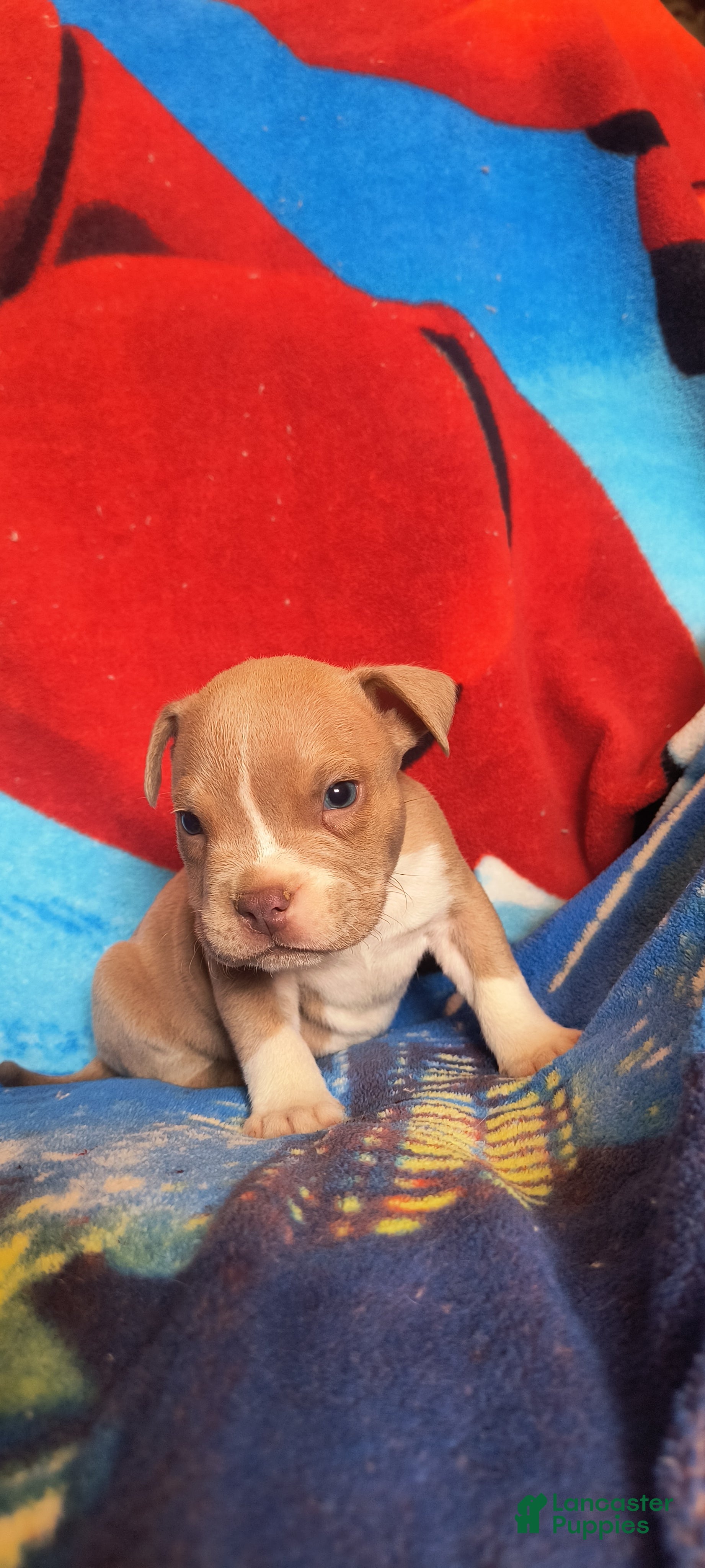 American Bully dogs Rex - Ad 1