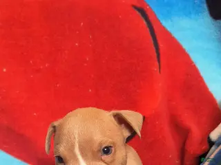 American Bully dogs for sale: Rex - Ad 3