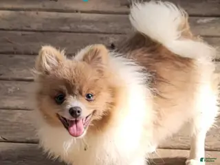 Pomeranian dogs River - Ad 32