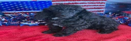 Toy Poodle dogs for sale: Raven - Ad 3