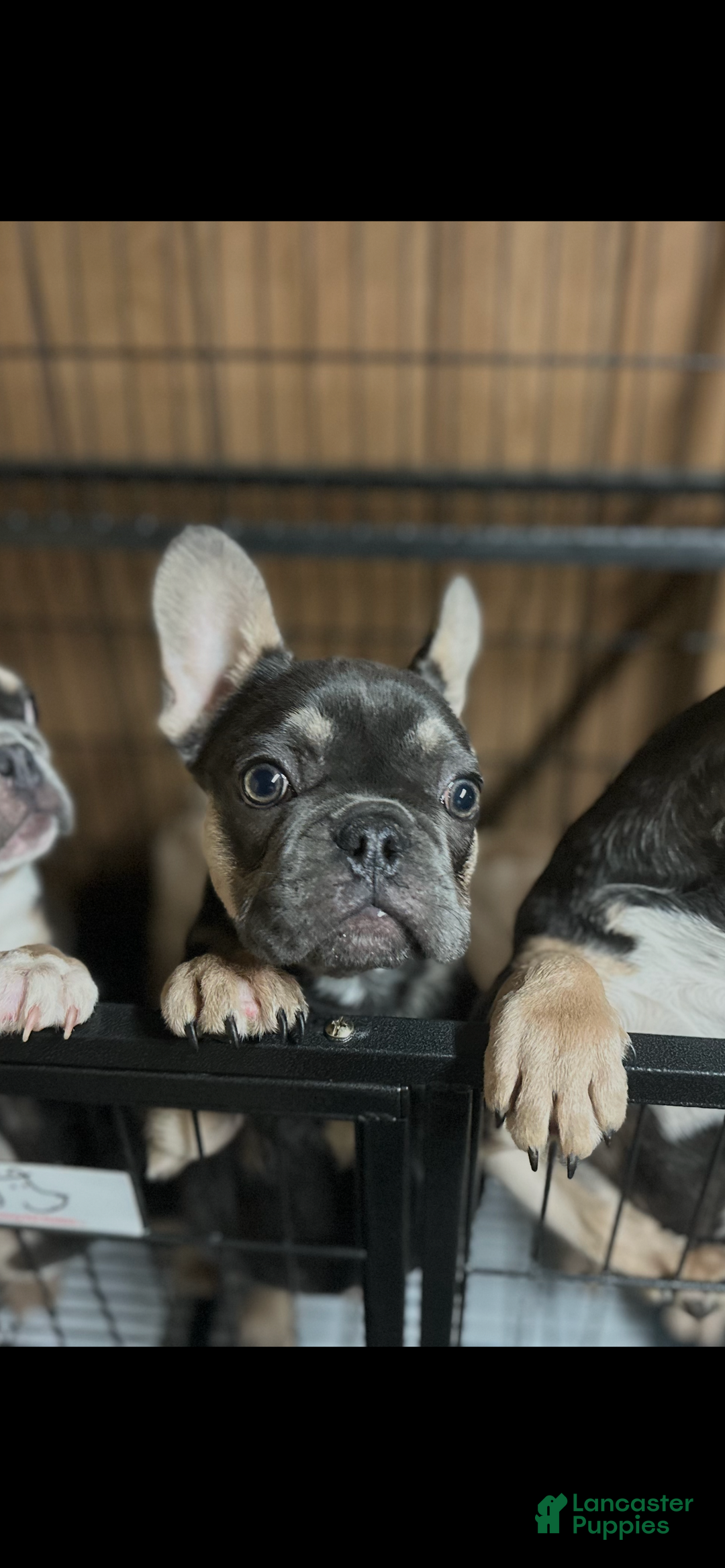 French Bulldog dogs for sale: French Bulldog Puppy 1 - Ad 4