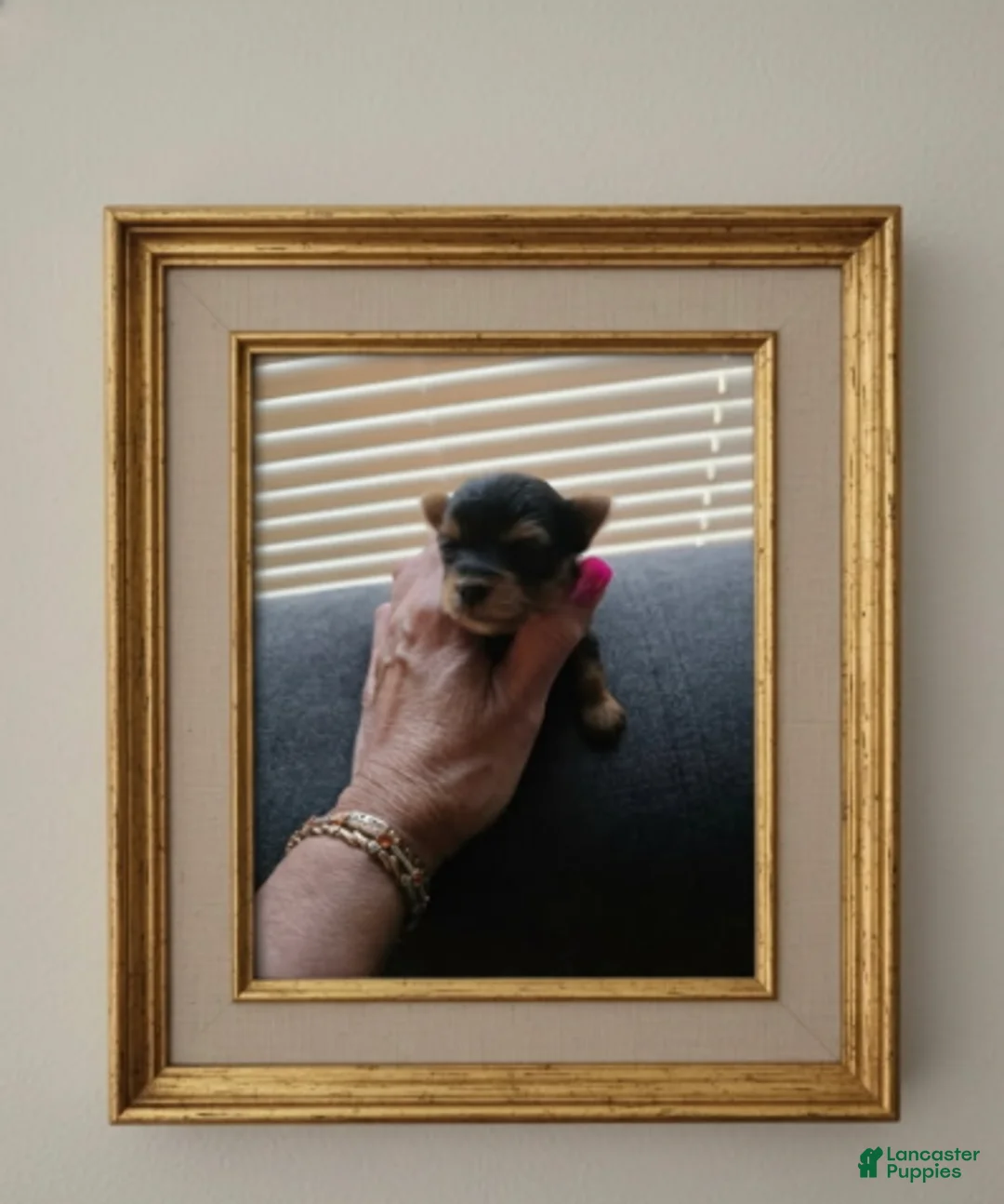 Yorkshire Terrier dogs for sale: Nugget - Ad 3