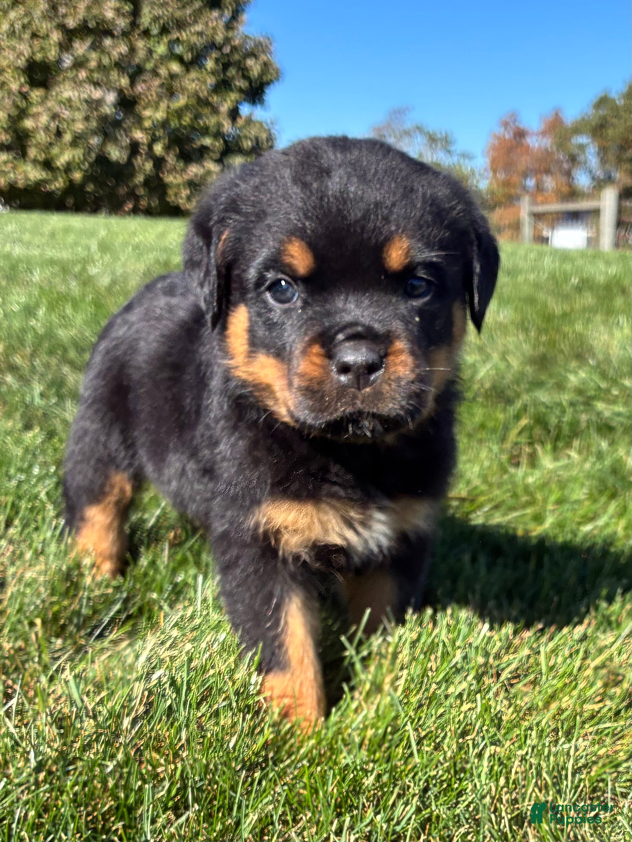 Rottweiler dogs for sale: Ranger - Ad 2