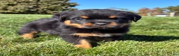 Rottweiler dogs for sale: Ranger - Ad 2