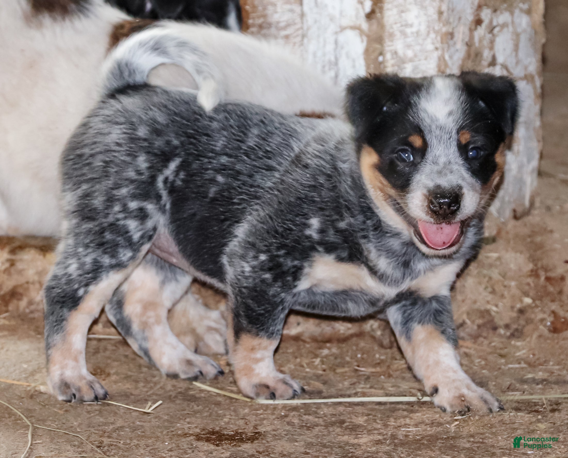 Australian Cattle Dog dogs Josie - Ad 2