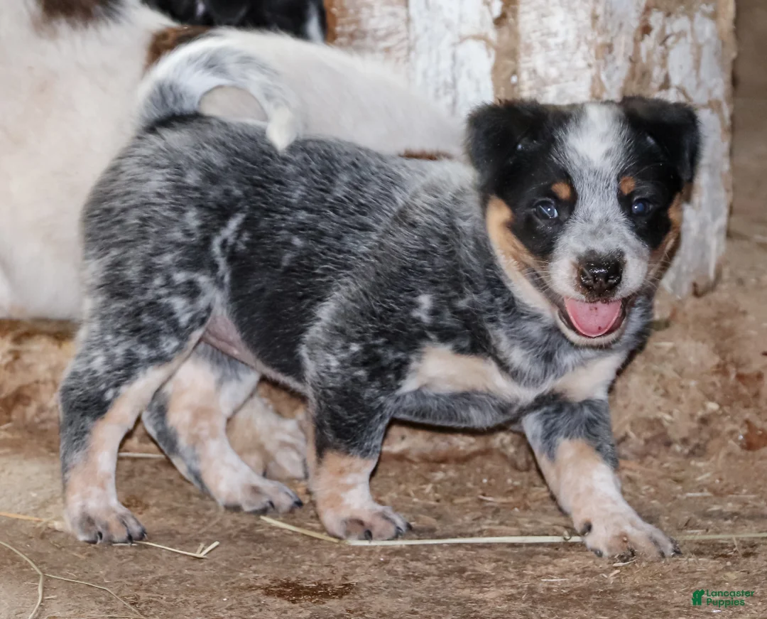 Australian Cattle Dog dogs for sale: Josie - Ad 2