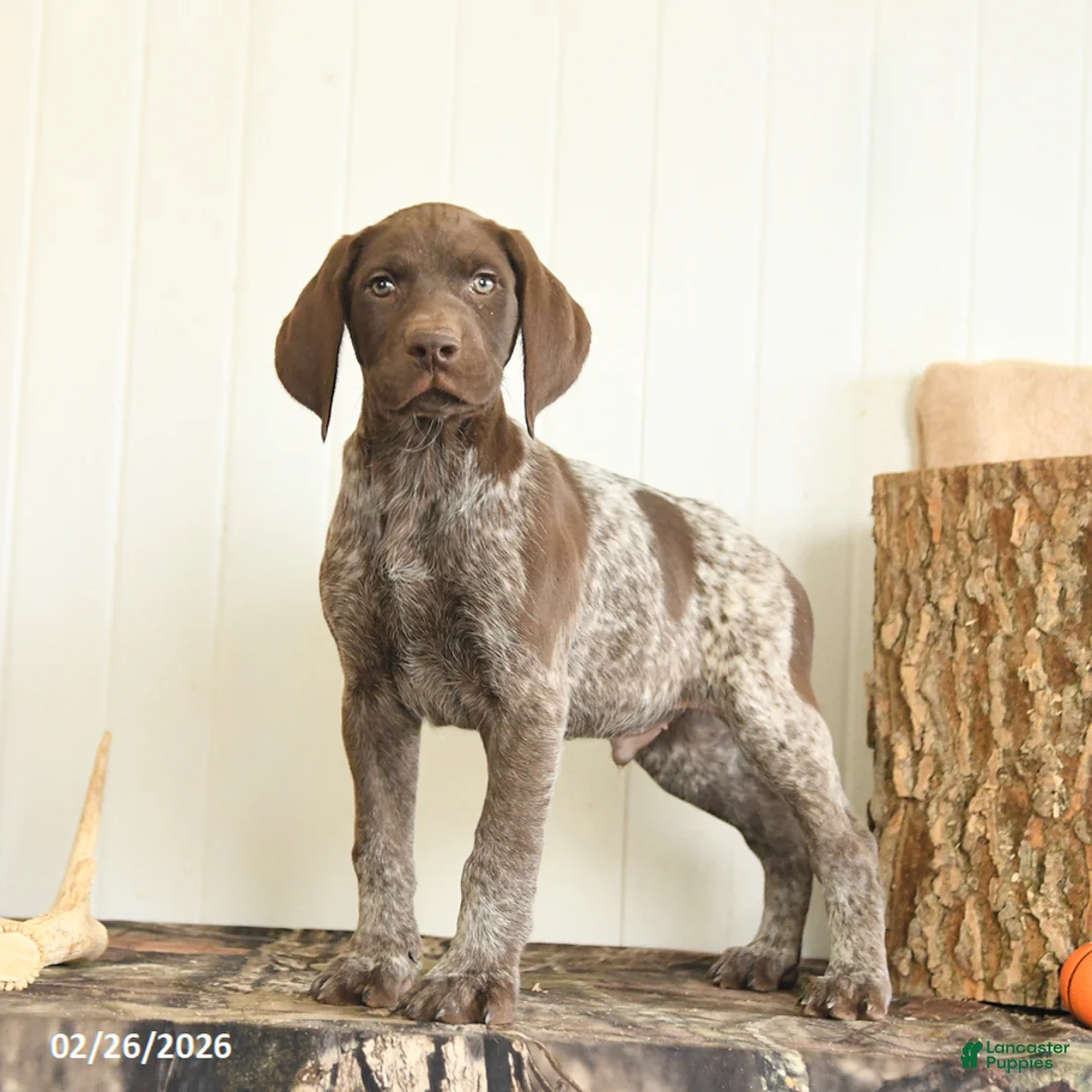 German Shorthaired Pointer dogs for sale: Dallas - Ad 3