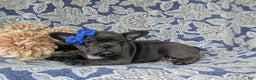 French Bulldog dogs for sale: Nadia - Ad 34