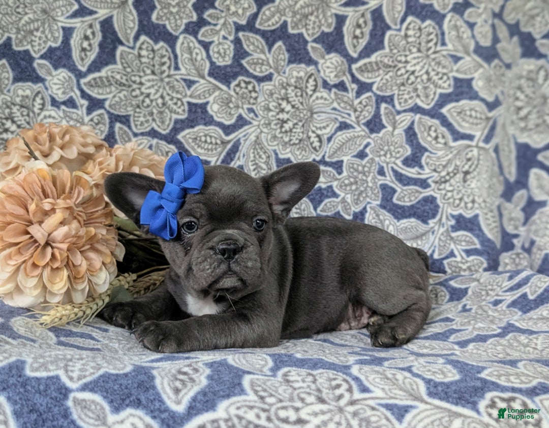 French Bulldog dogs for sale: Nadia - Ad 34