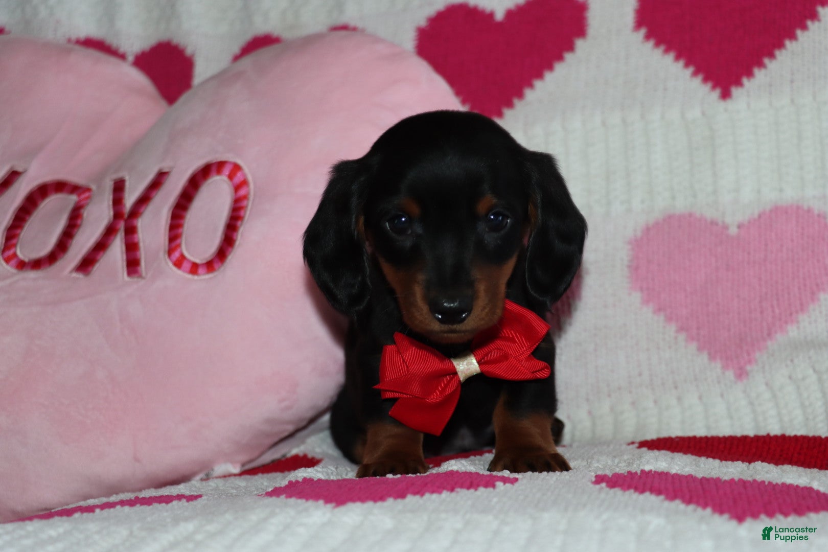 Miniature Dachshund dogs Marko - Ad 32