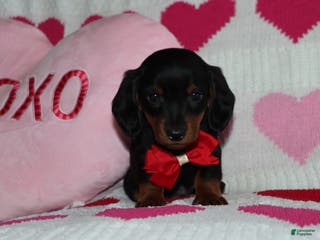 Miniature Dachshund dogs Marko - Ad 32