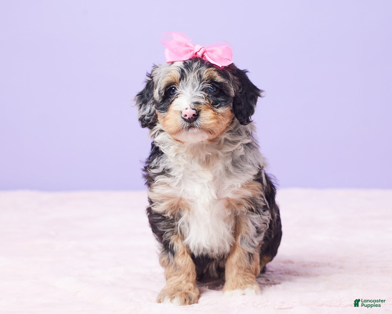 Mini Bernedoodle dogs Polly - Ad 15