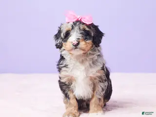 Mini Bernedoodle dogs Polly - Ad 15