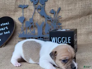Jack Russell Terrier dogs JoJo - Ad 23