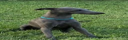 Italian Greyhound dogs for sale: Ace - Ad 15