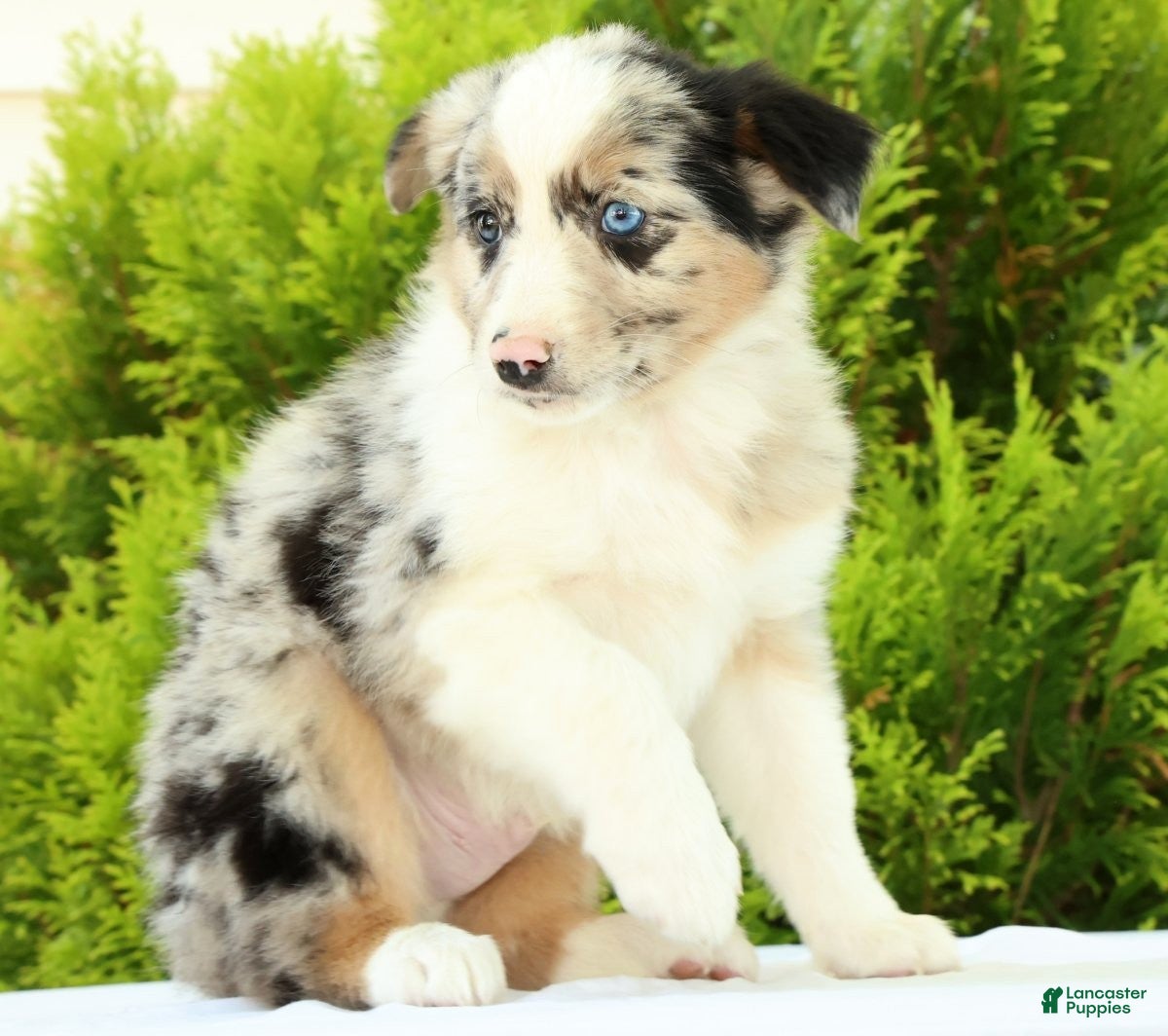 Australian Shepherd dogs for sale: Jack - Ad 3