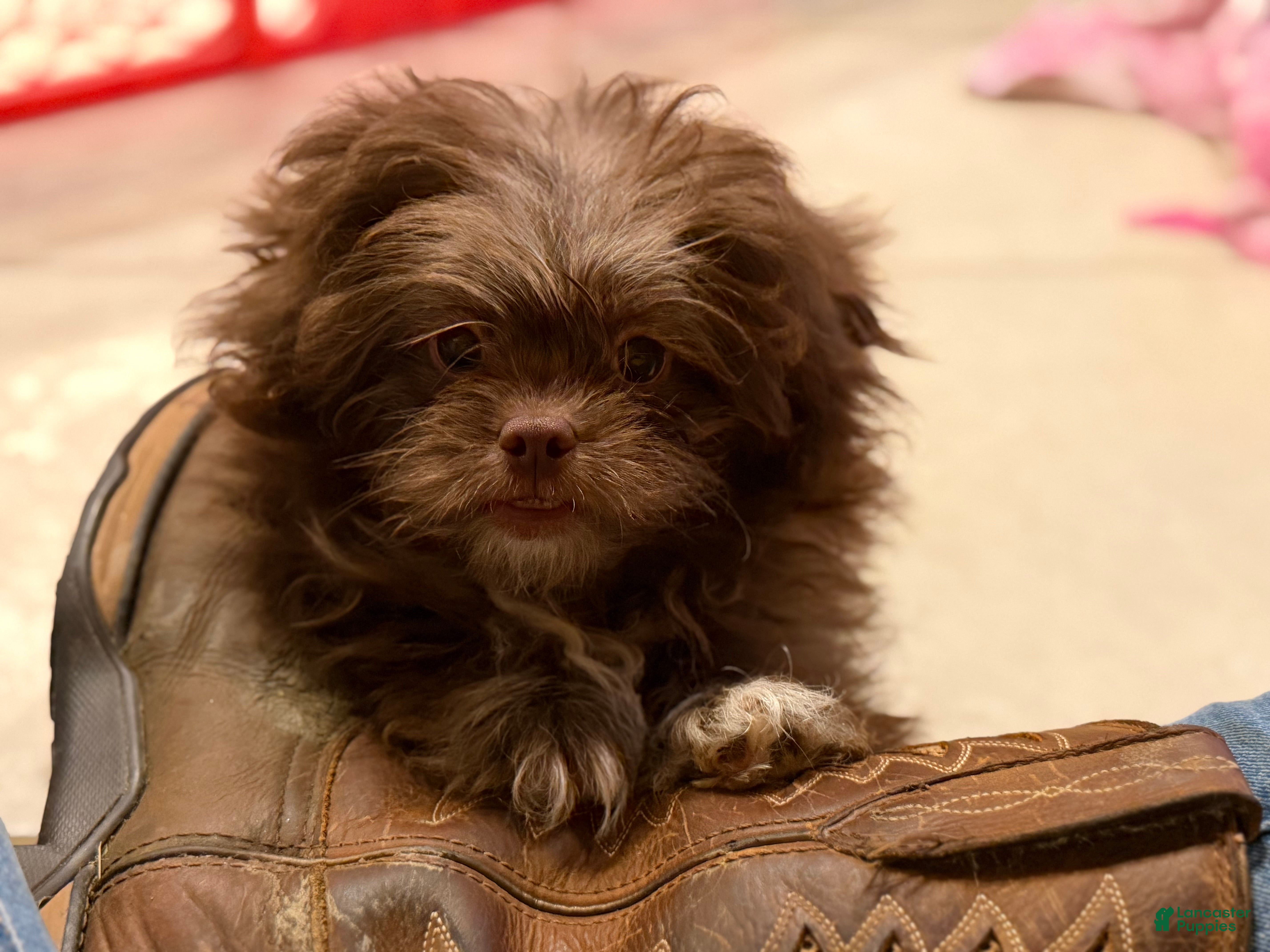 Pekapoo dogs KitKat DNA tested parents - Ad 1