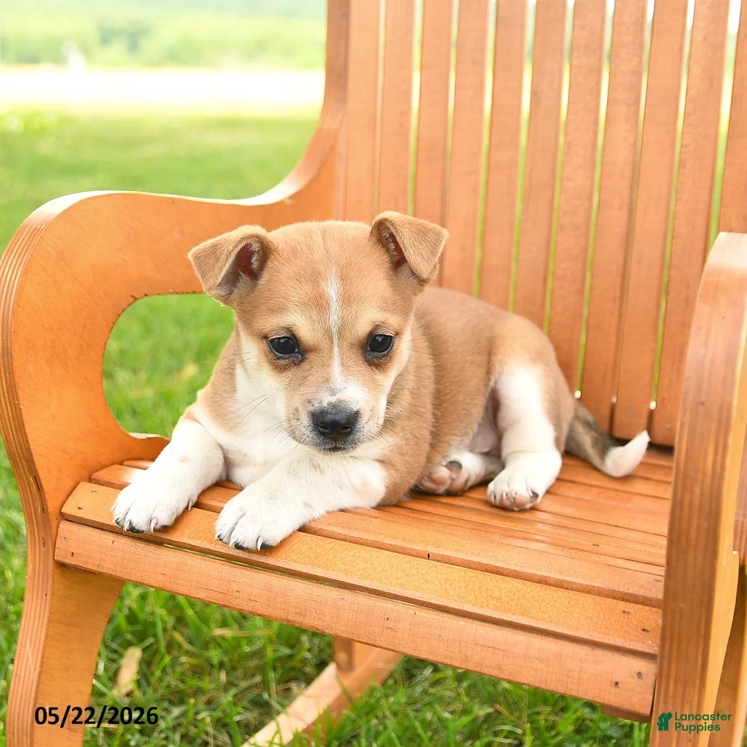 Jug dogs for sale: Kensley - Ad 2