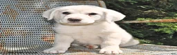 Great Pyrenees dogs for sale: Maverick - Ad 2