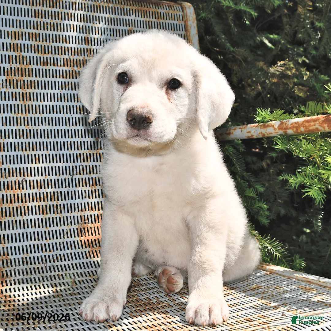 Great Pyrenees dogs for sale: Maverick - Ad 2