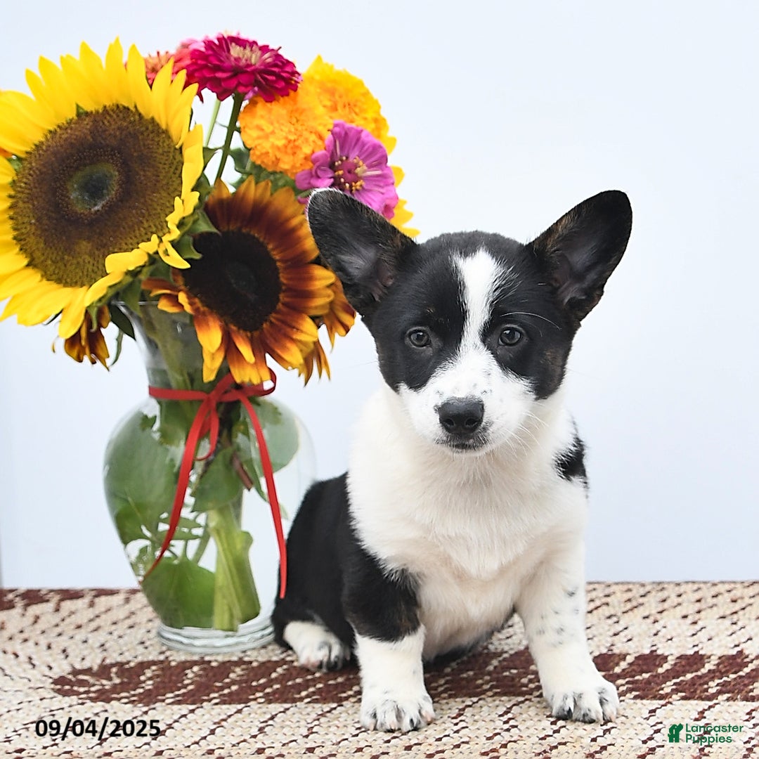 Mixed Breed dogs for sale: Jasmine - Ad 4