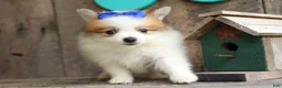 Pomeranian dogs for sale: Evan🐶  - Ad 7