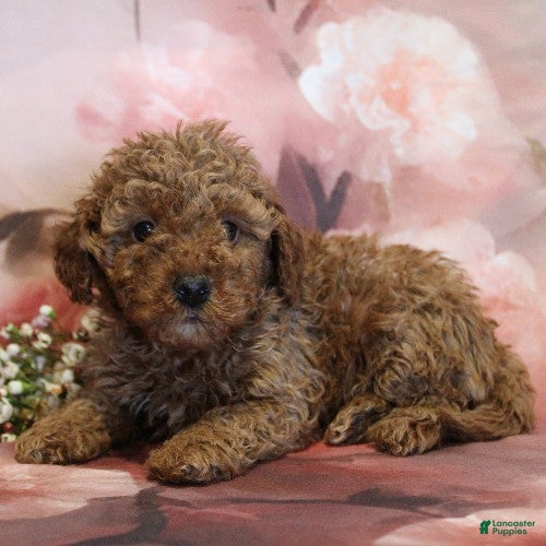 Toy Poodle dogs Nate - Ad 37