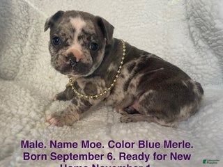 French Bulldog dogs - Ad 22