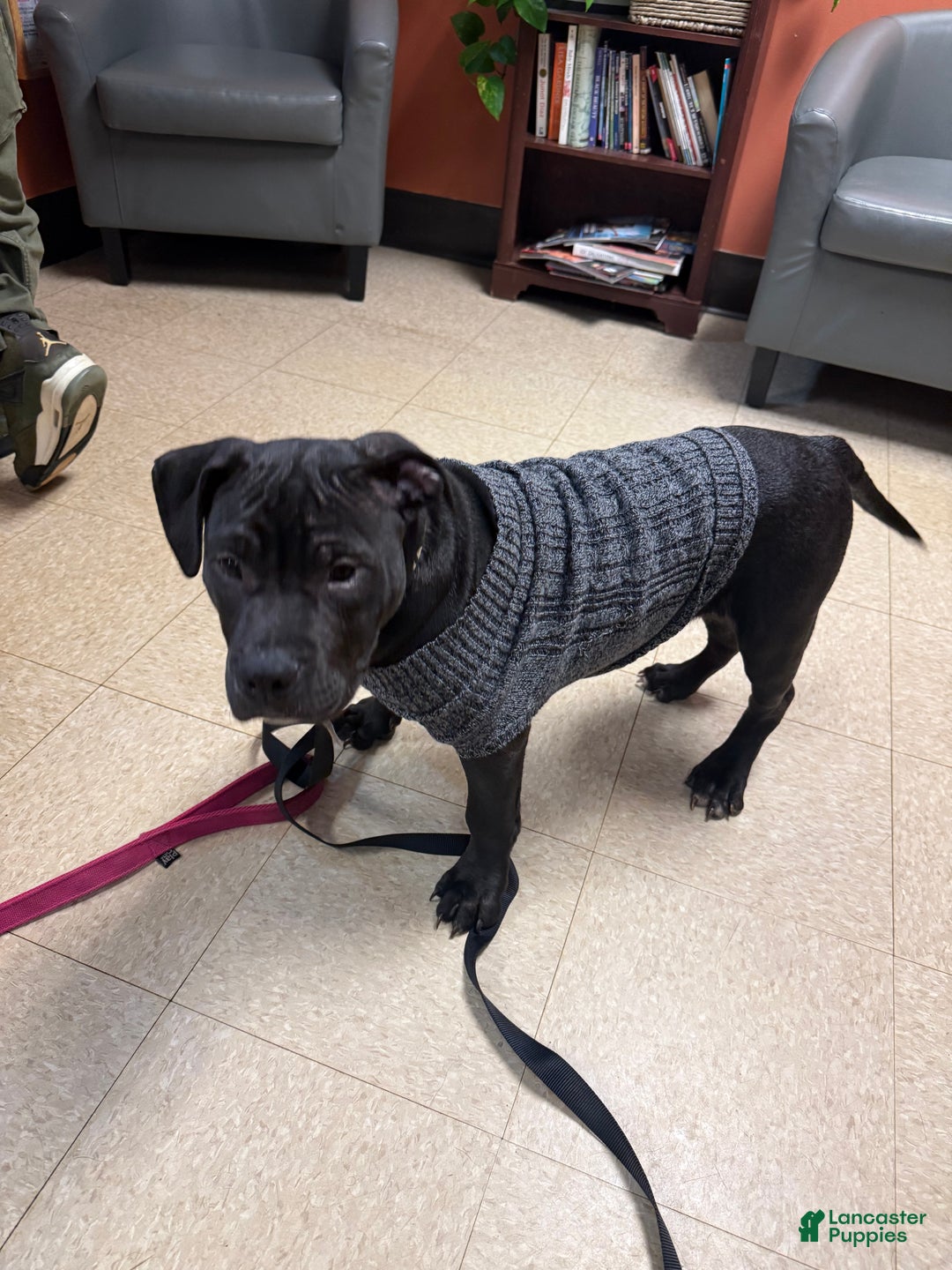 American Bully dogs for sale: Kobe - Ad 6