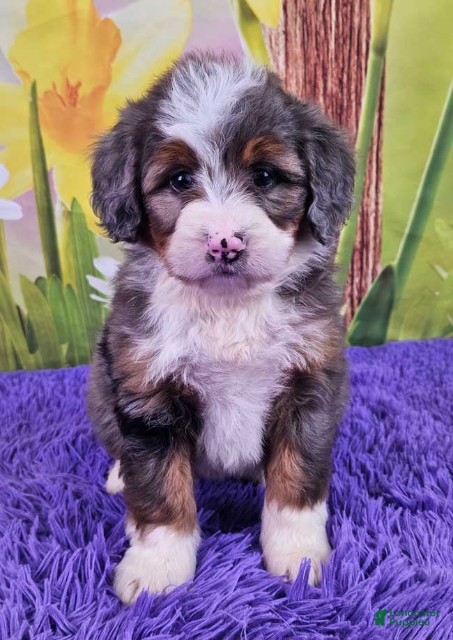 Mini Bernedoodle dogs Serenity - Ad 1