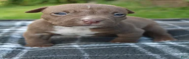 Floki
