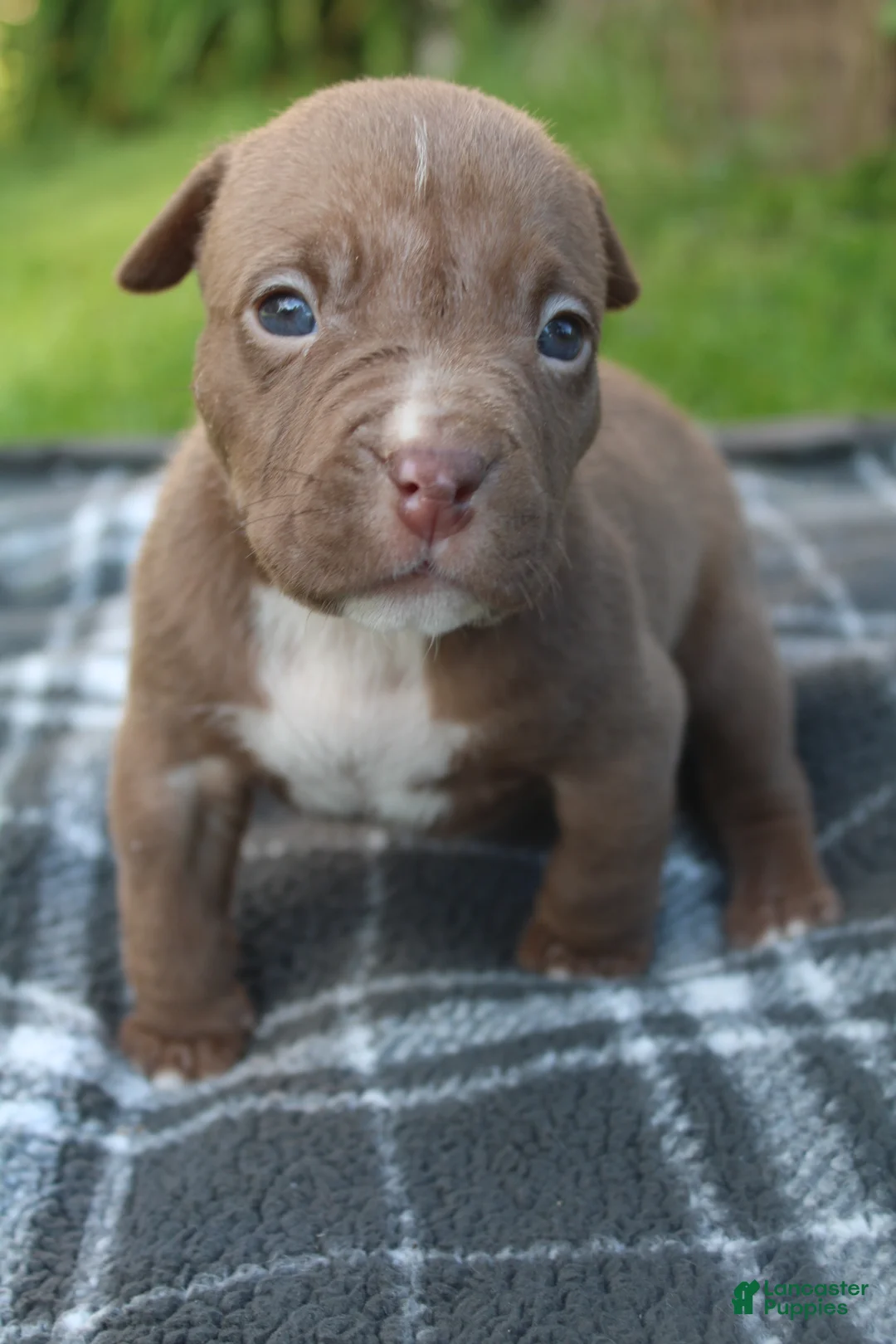American Bully dogs for sale: Floki - Ad 1