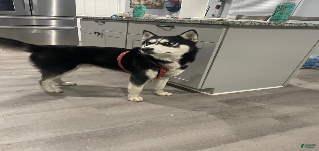 Gallery Image {{count}}