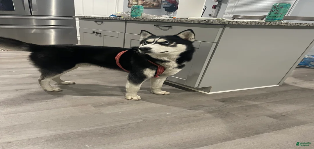 Gallery Image {{count}}