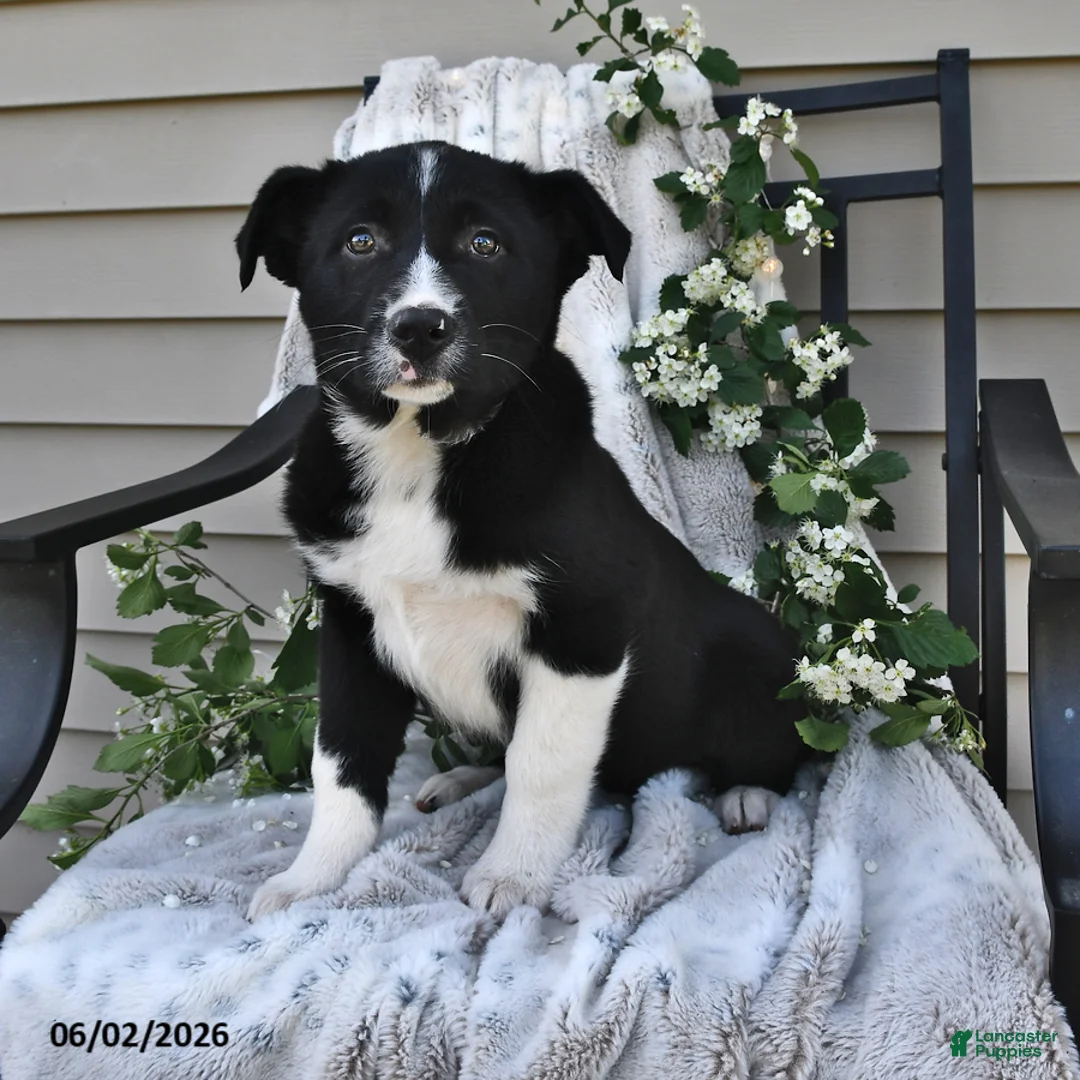 Mixed Breed dogs for sale: Stella - Ad 1