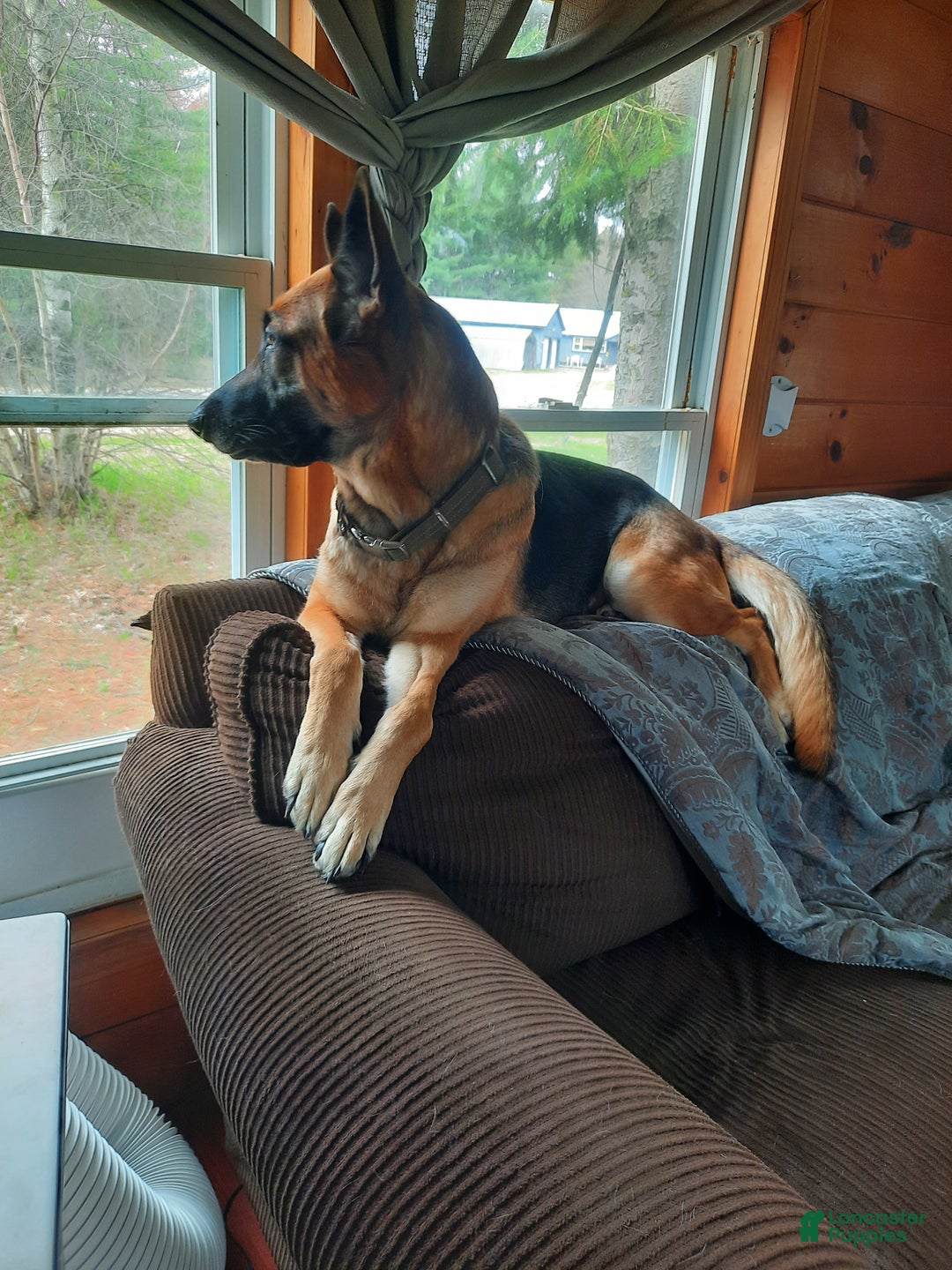 German Shepherd dogs for sale: Diamond - Ad 39