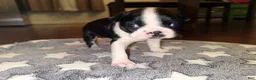 Boston Terrier dogs for sale: Boston Terrier 2 (Leia) - Ad 28