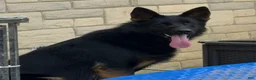 German Shepherd dogs for stud: Sebastian  - Ad 8