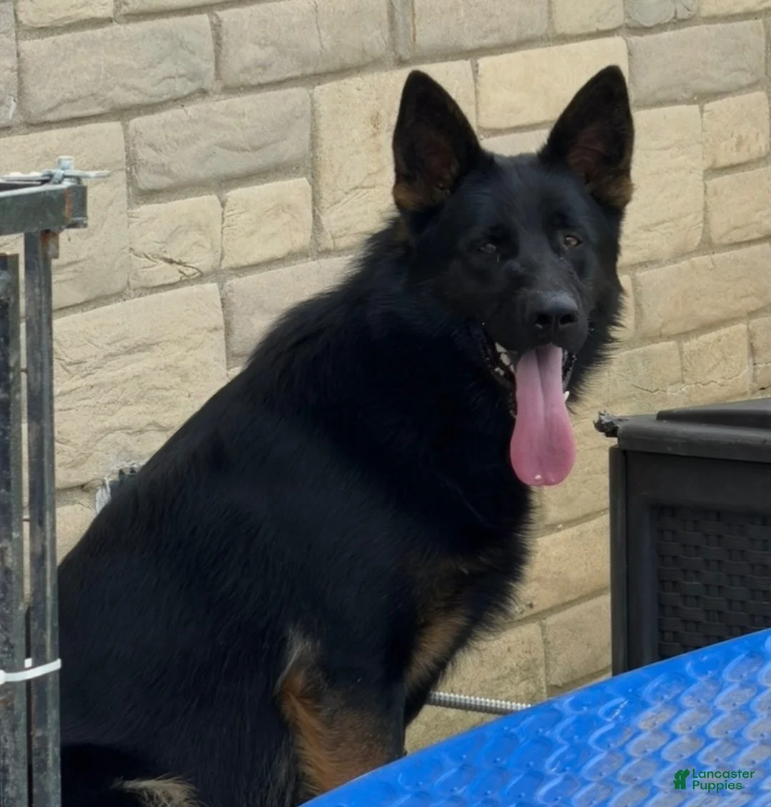 German Shepherd dogs for stud: Sebastian  - Ad 8