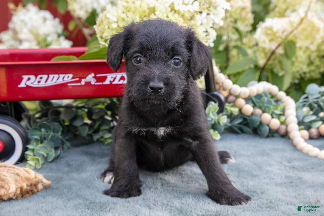 Schnoodle dogs for sale: Hallie - Ad 3