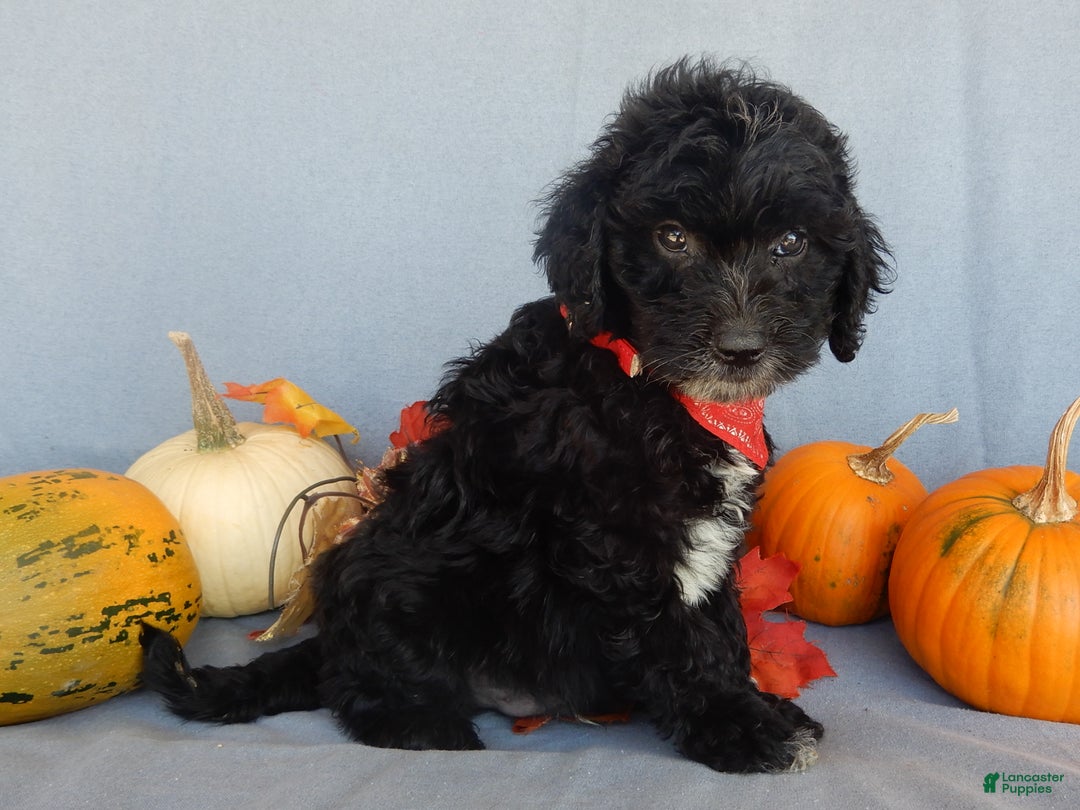 Sheepadoodle dogs for sale: Panda (medium) - Ad 18