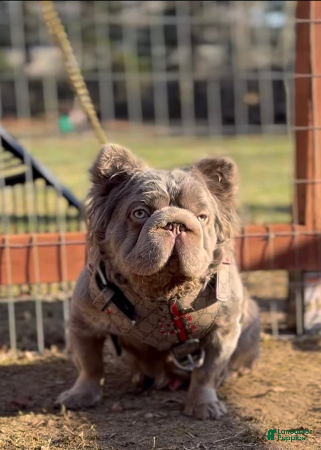 ARIANA (AKC, Fluffy, Big-Rope, Pink) for sale in Greenport