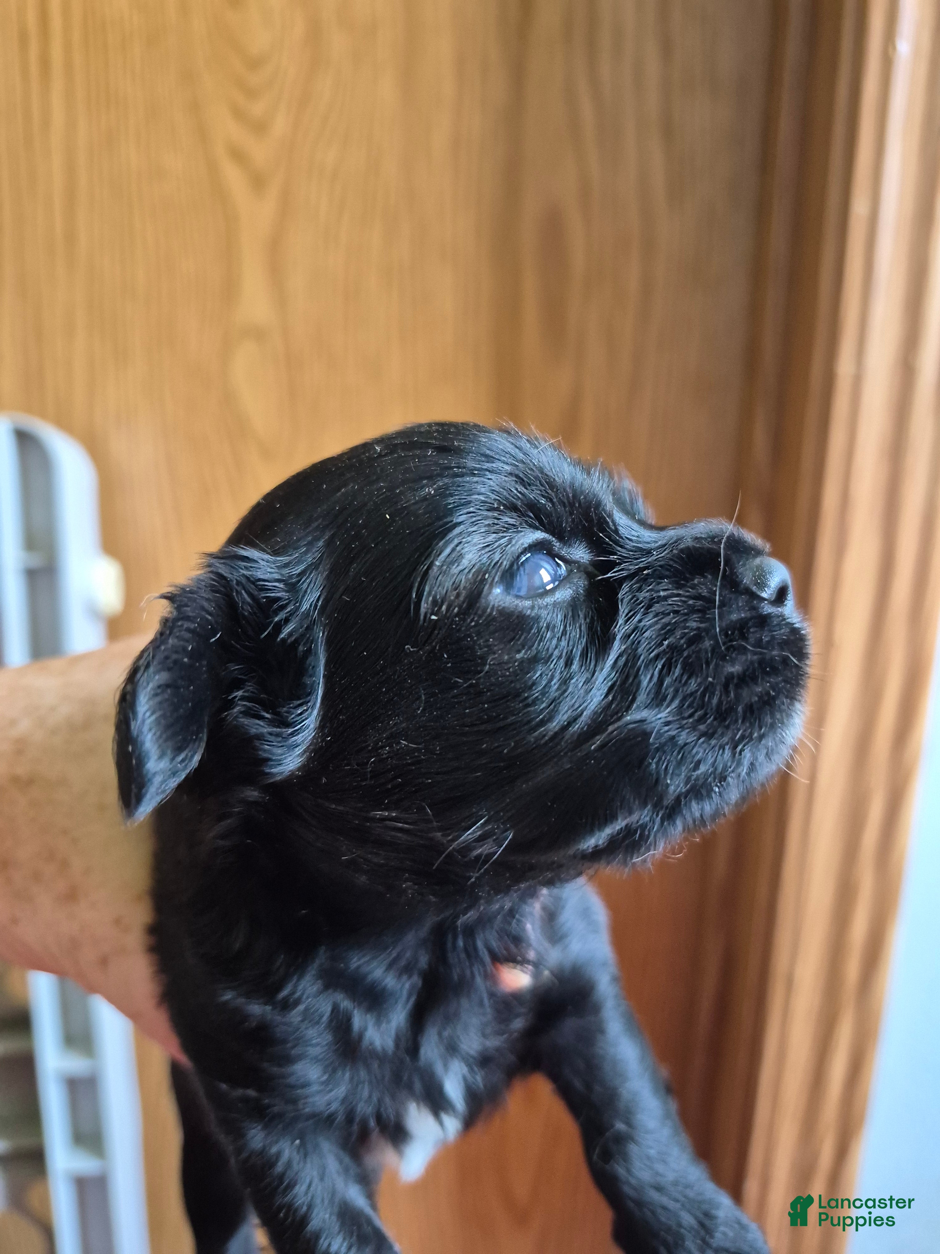 Mixed Breed dogs Mixed Breed 1 - Ad 42